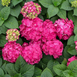 Bigleaf Hydrangeas