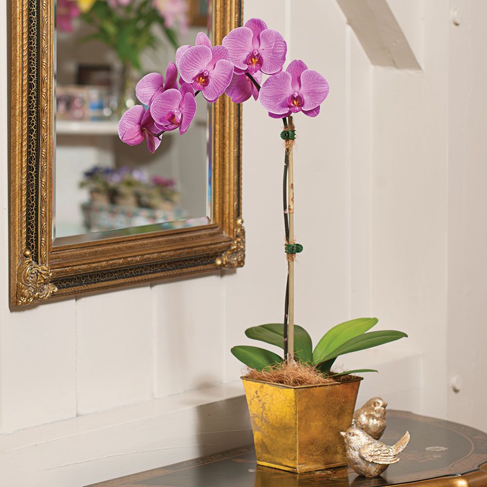 Pink Moth Orchid in 5" metal cachepot White Flower Farm