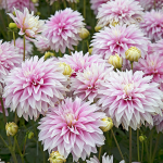  Dahlia 'Sweet Tiamo'