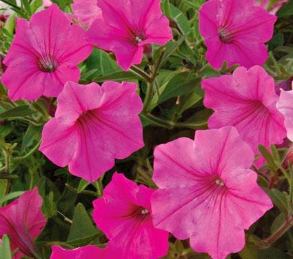 All Annuals