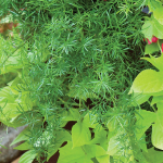  Asparagus Fern: Asparagus densiflorus 'Sprengeri'