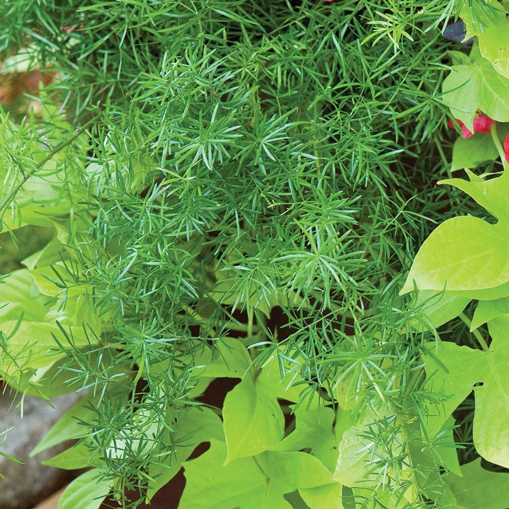 Asparagus Fern: Asparagus densiflorus 'Sprengeri'