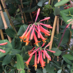 Lonicera
