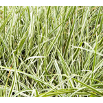  Ornamental Grass: Pennisetum setaceum 'Sky Rocket'