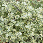  Helichrysum petiolare 'Variegatum'