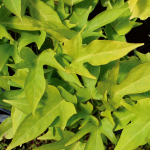  Ipomoea Sweet Caroline Light Green