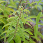  Lemon Verbena