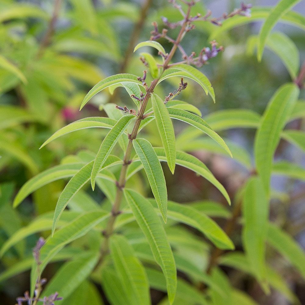 How to Grow Lemon Verbena