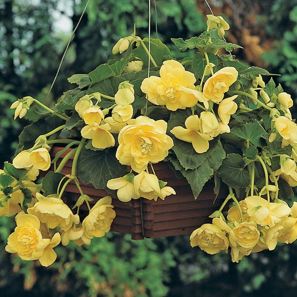 Begonia 'Yellow Sweetie' Blackmore & Langdon Trailing Variety