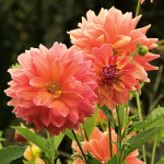  Dahlia 'Ace Summer Sunset'