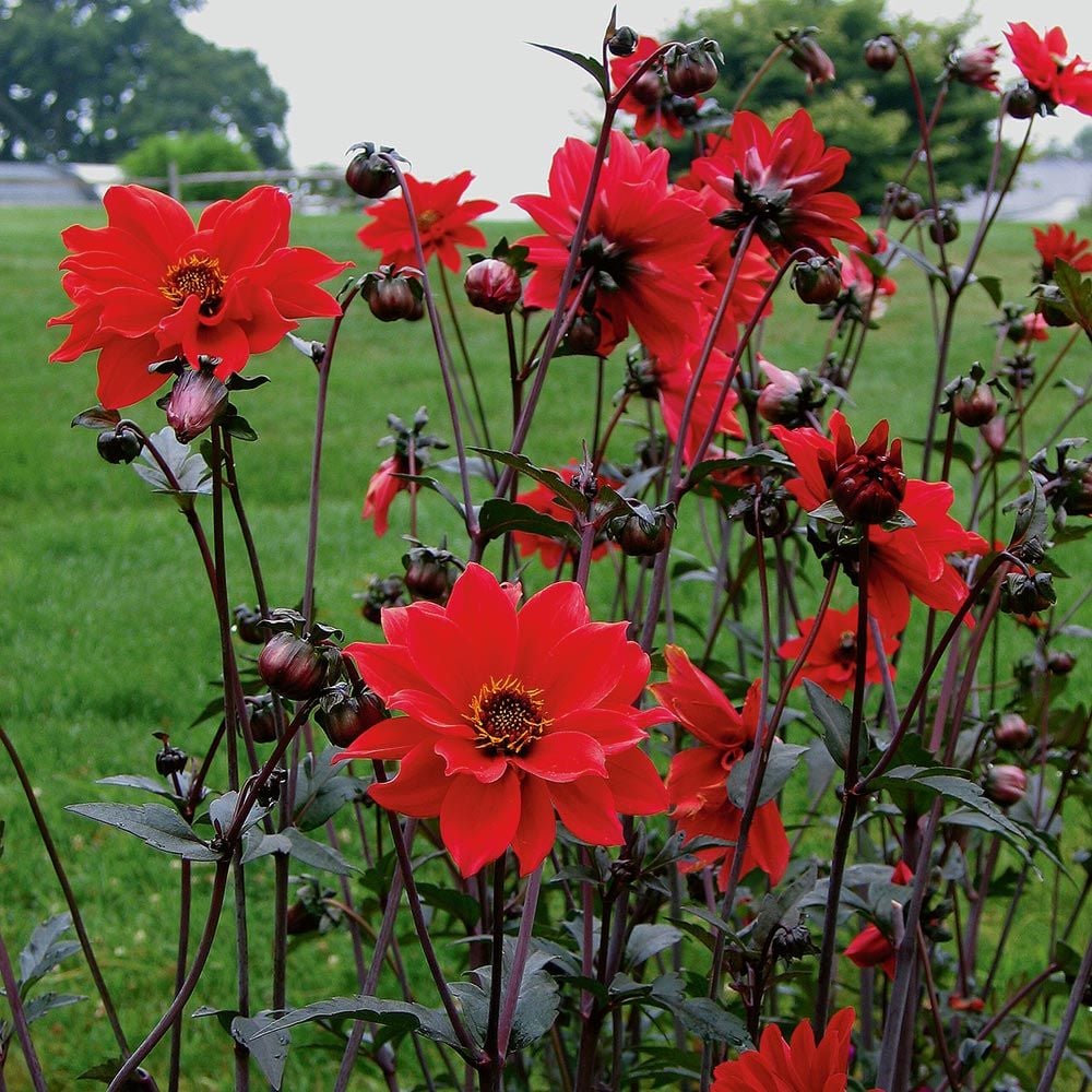 Dahlia 'Bishop of Llandaff'