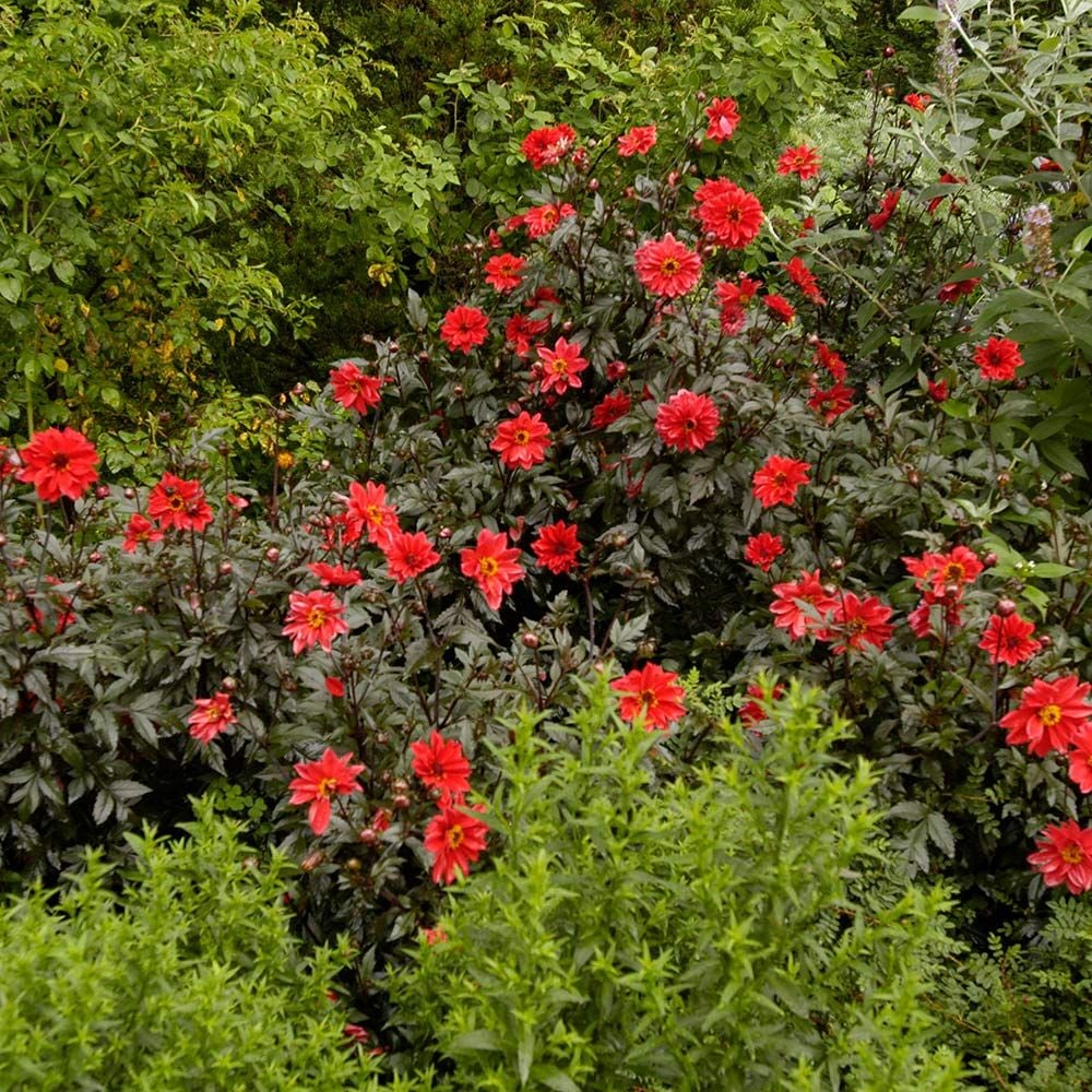 Dahlia Bishop Of Llandaff White Flower Farm