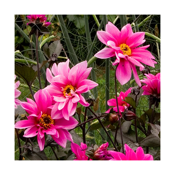 Dahlia 'Fascination' White Flower Farm