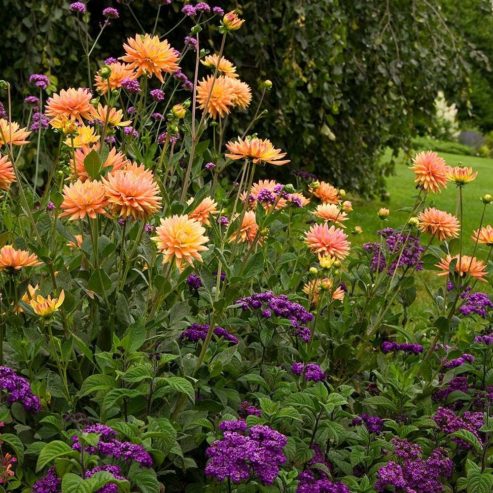 27+ Amazing Companion Plants For Dahlias In Containers