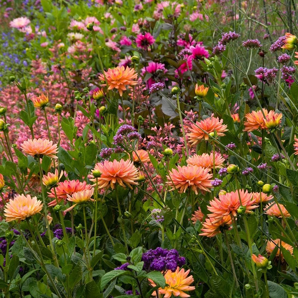 27+ Amazing Companion Plants For Dahlias In Containers