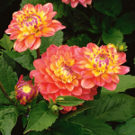  Dahlia 'Melody Allegro'