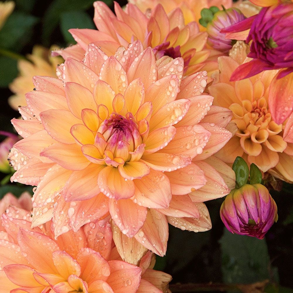 Dahlia 'Melody Dora'