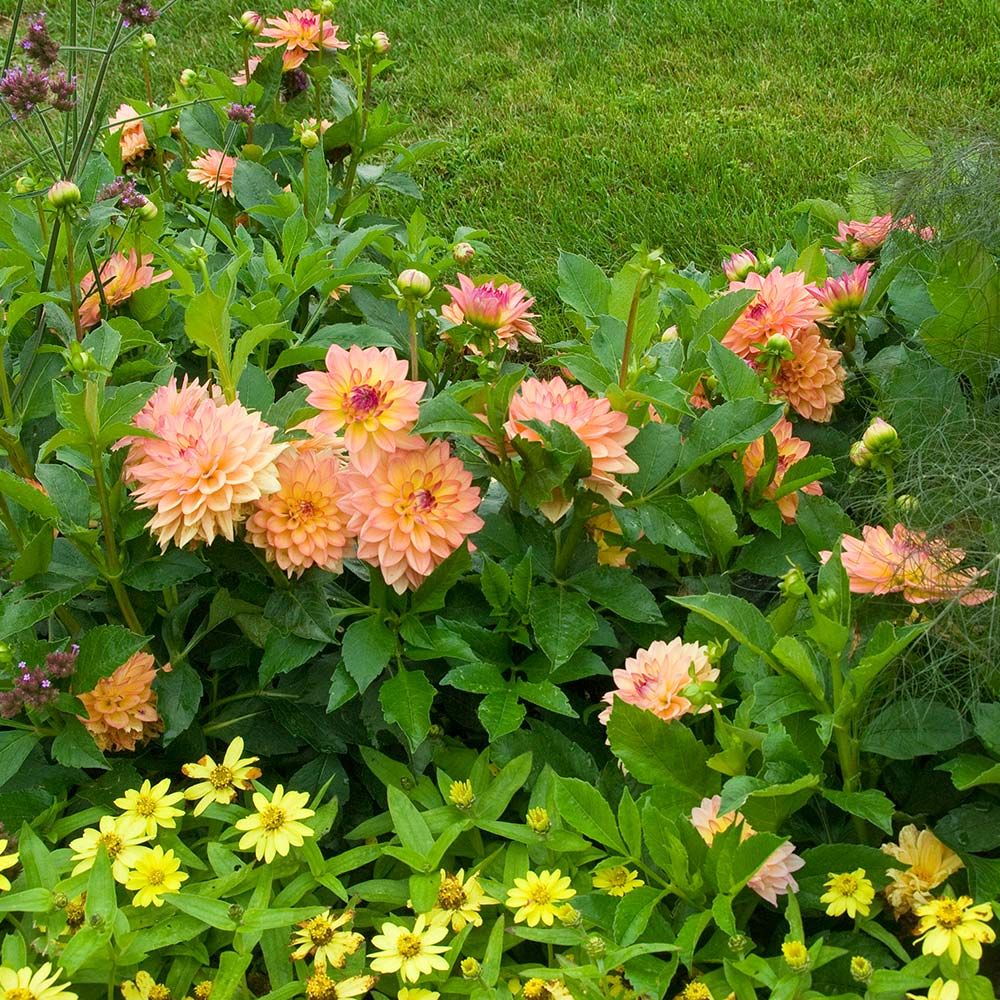 Dahlia 'Melody Dora' White Flower Farm