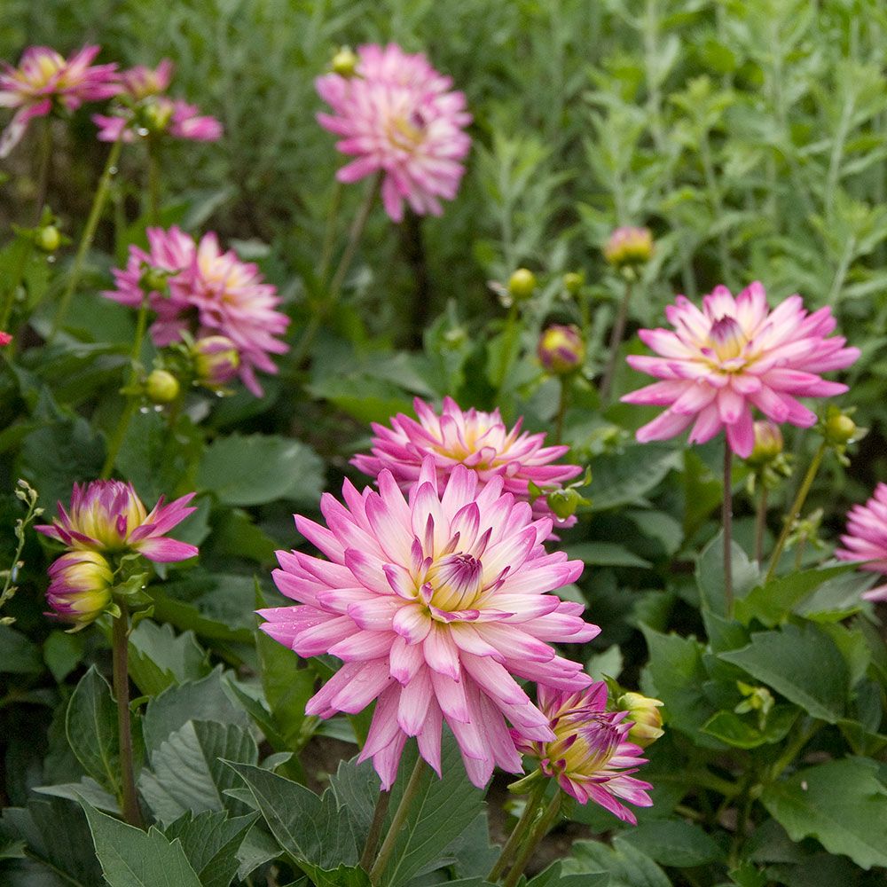 Ｄahlia☆ Dahlia Zundert Mystery Fox — GOLDENROD GARDENS