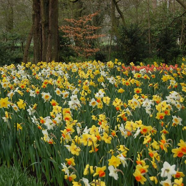 Professional's Naturalizing Daffodil Mix White Flower Farm