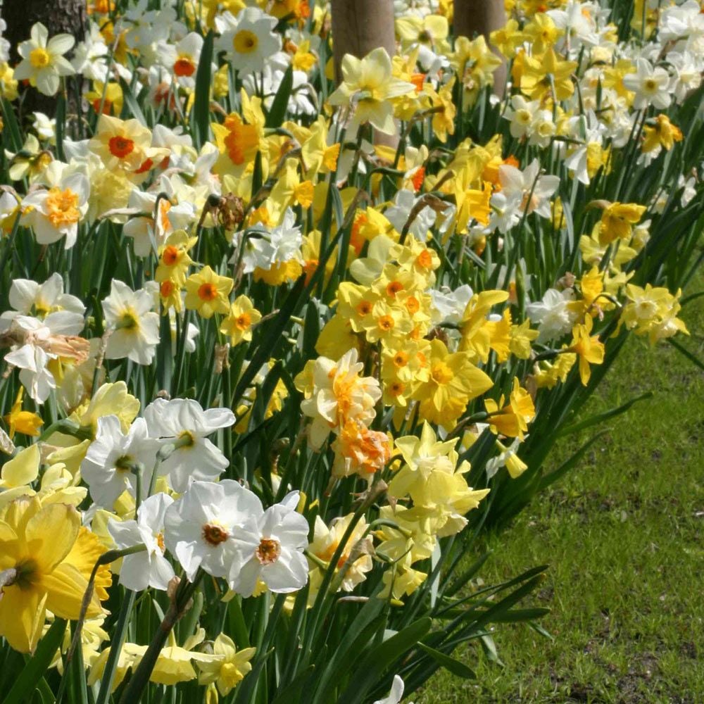 Professional's Naturalizing Daffodil Mix White Flower Farm