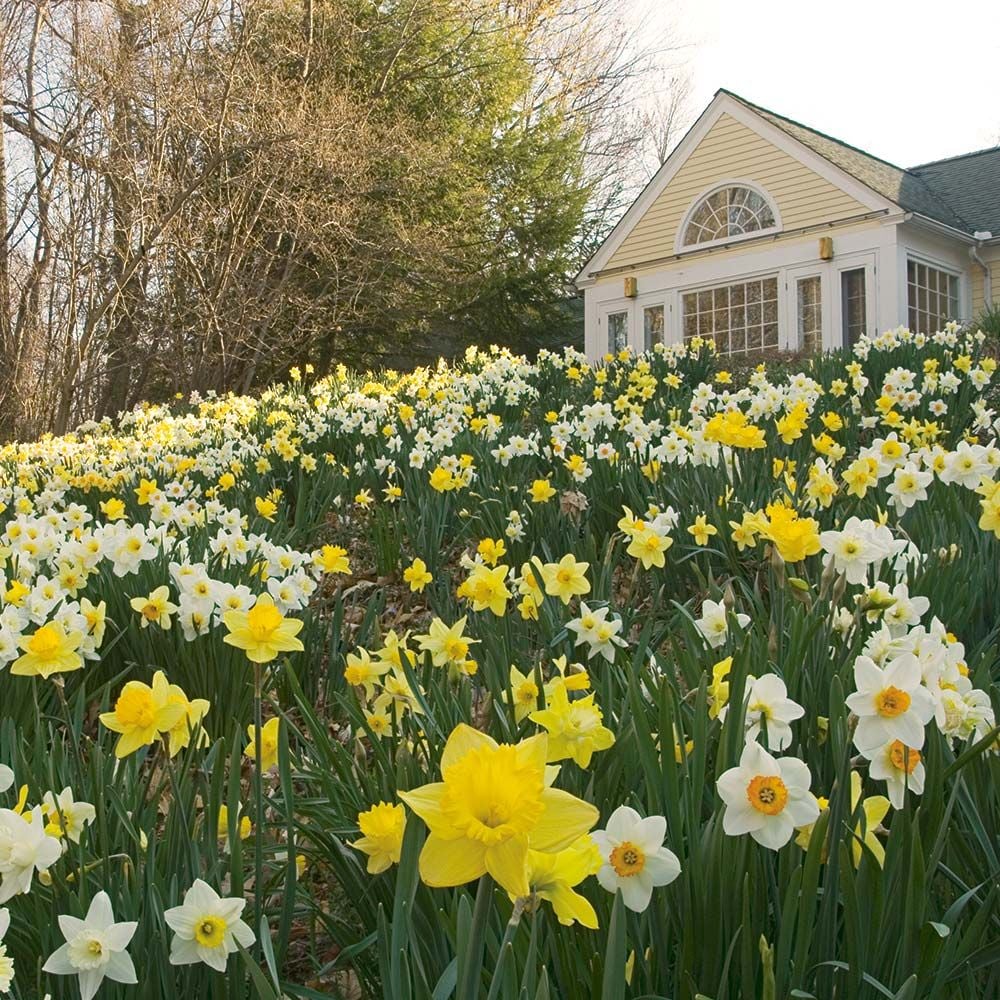 The Works Daffodil Mix, Southern Style