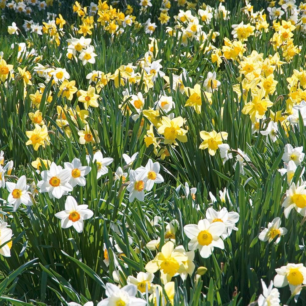 The Works Daffodil Mix, Southern Style White Flower Farm