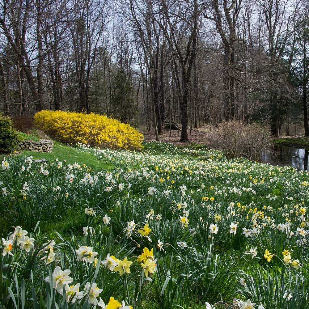 The Works Daffodil Mix, Southern Style White Flower Farm