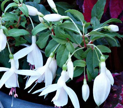 Fuchsia Windchimes® Upright White/White  White Flower Farm