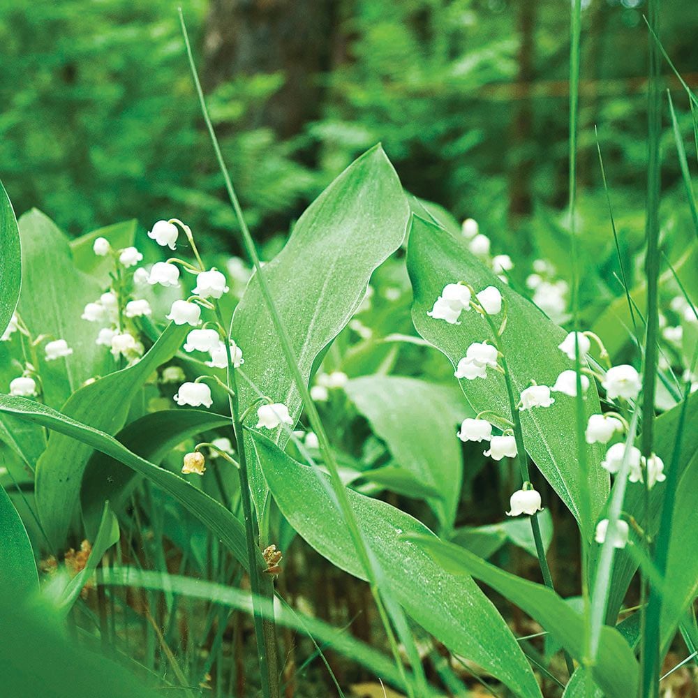 Convallaria majalis Lily-of-the-Valley