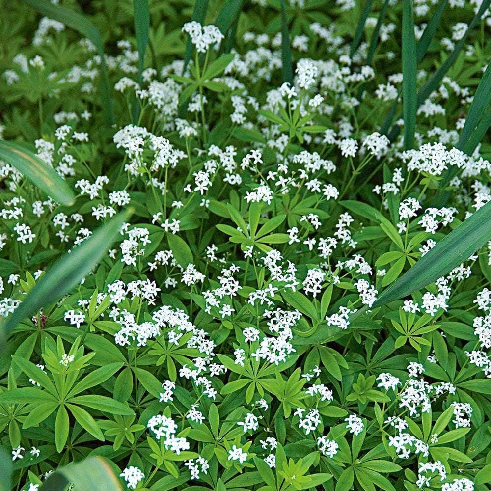 200 Pcs Sweet Woodruff White Galium Odoratum Ground Cover 