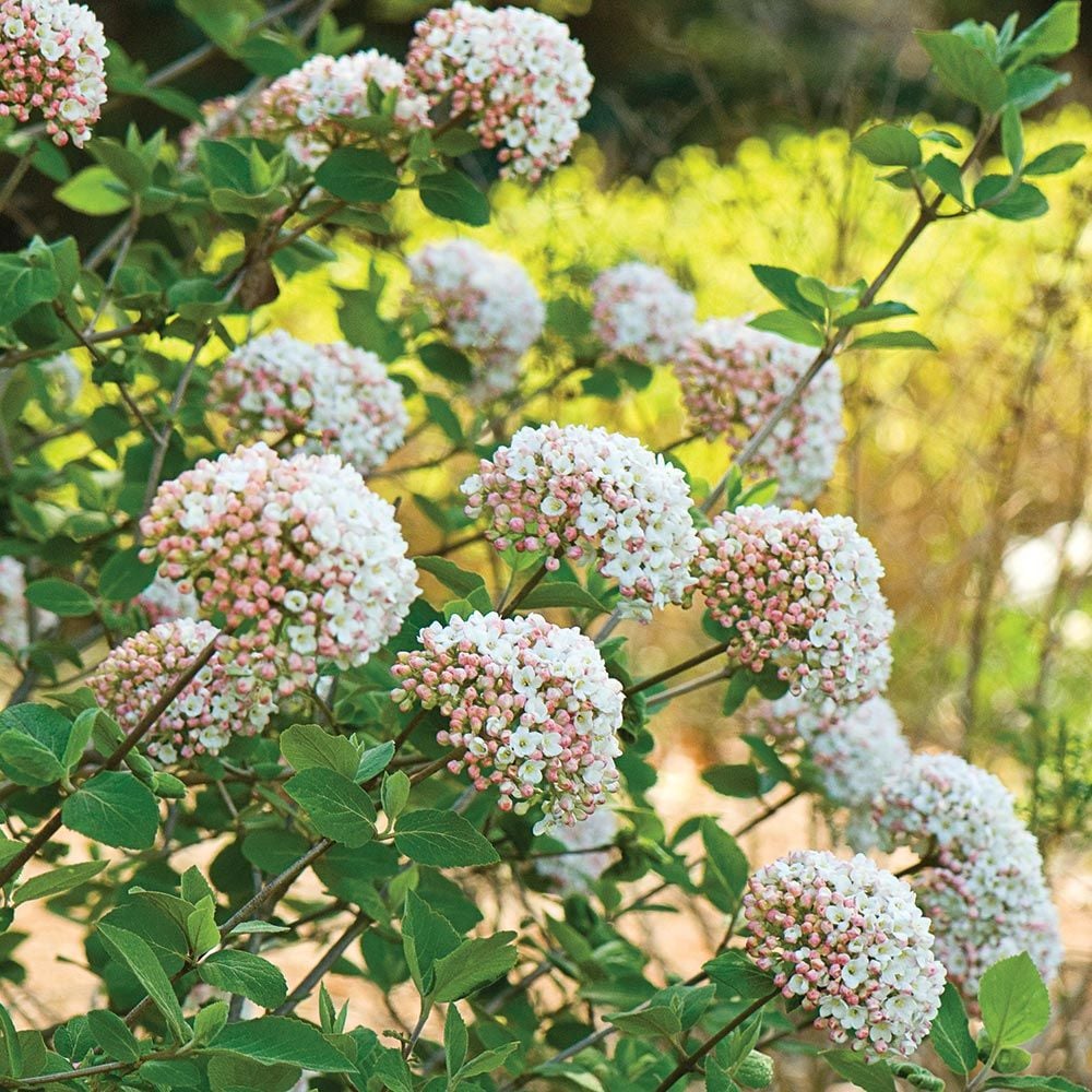 Image of Viburnum carlesii fragrant shrub