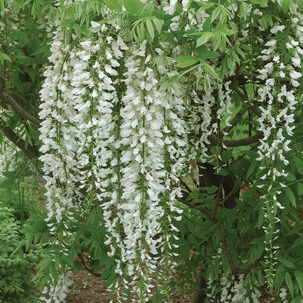 Wisteria 'Longissima Alba'