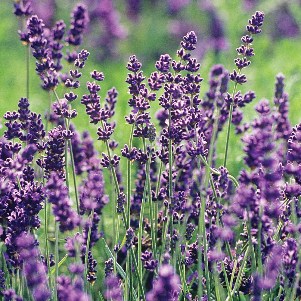 Lavandula Angustifolia Plant Family