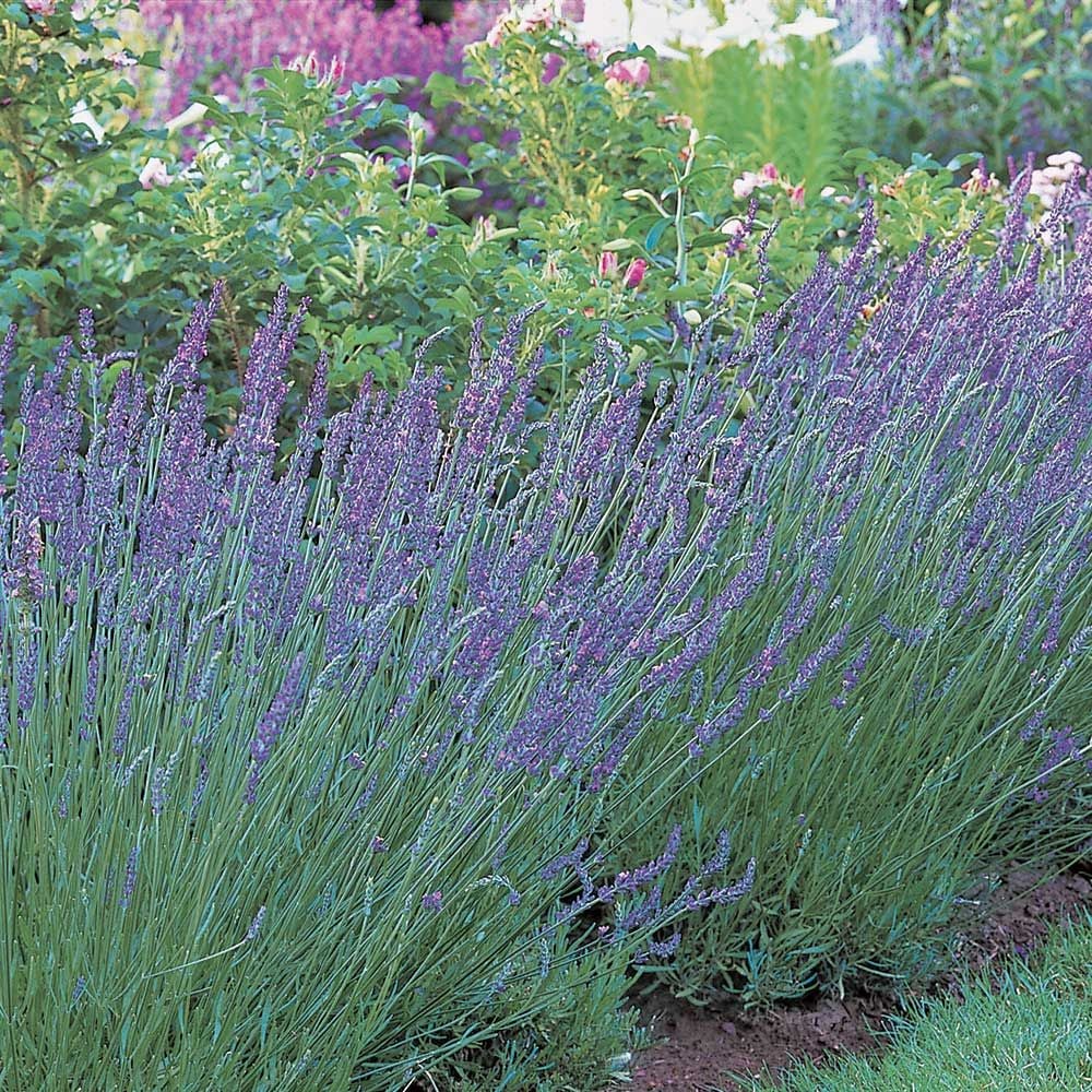 Lavandula x intermedia (Lavender) 'Grosso'