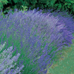  A Lavender Field