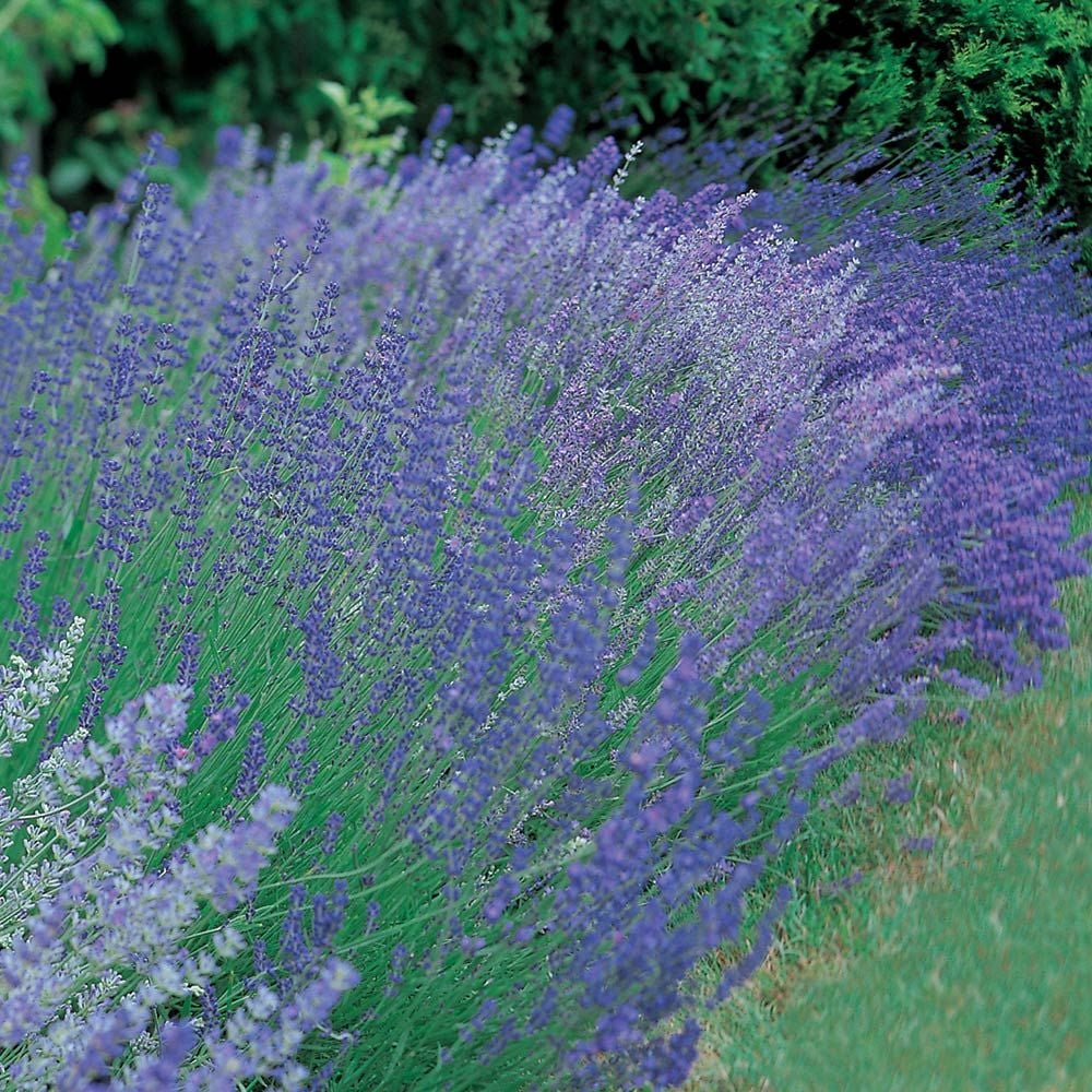 A Lavender Field