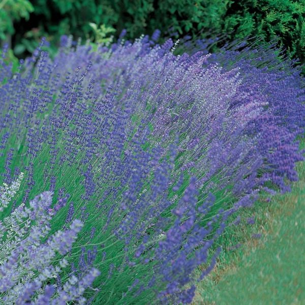 Lavender Provencal Sachets, Strip of 4