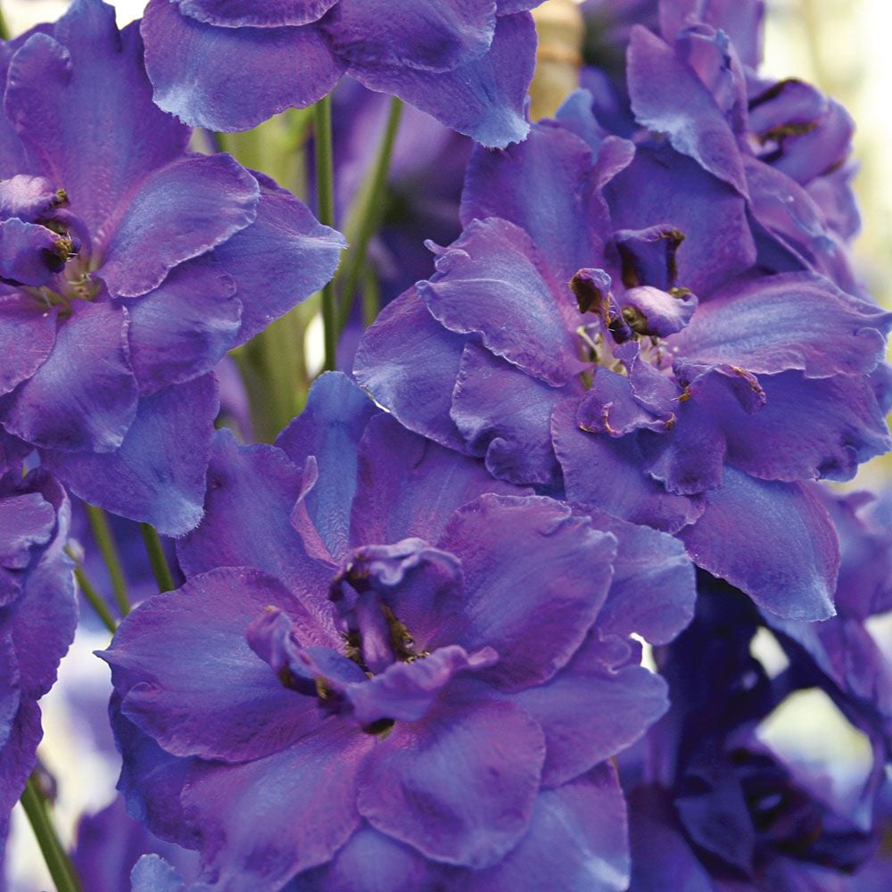 Delphinium elatum 'Faust' Blackmore & Langdon White Flower Farm