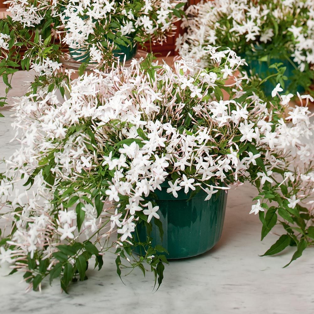 Jasmine Plant in a hanging pot | Jasmine Flower | White Flower Farm
