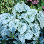  Brunnera macrophylla 'Alexander's Great'