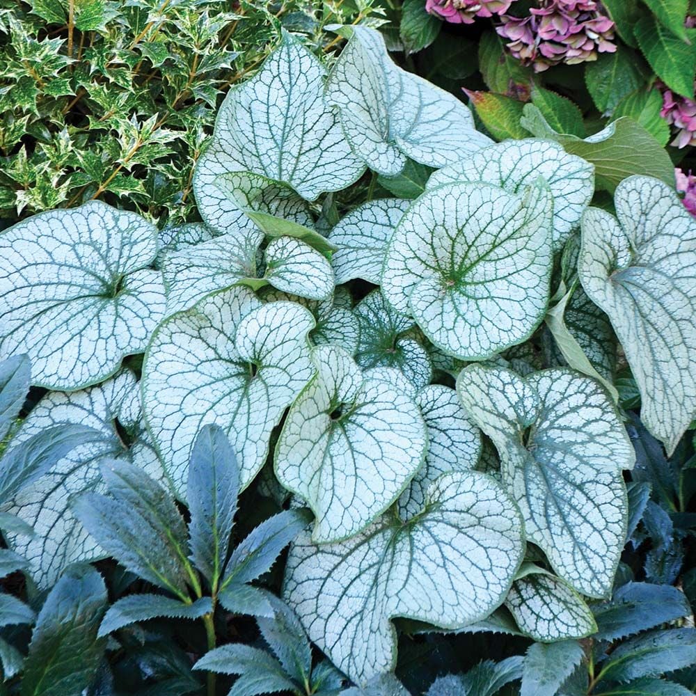 Image of Brunnera perennials