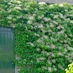  Hydrangea anomala subsp. petiolaris