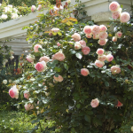  Rose Eden Climber®