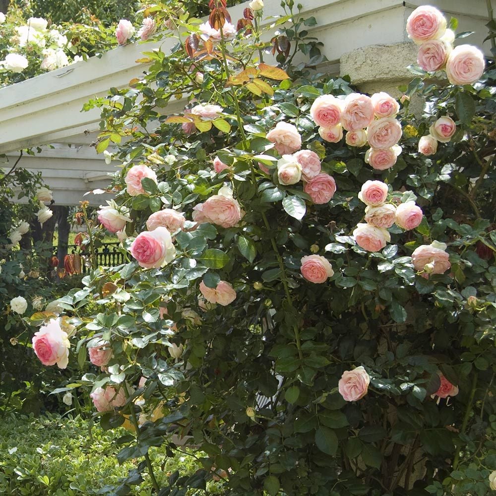 Rose Eden Climber®