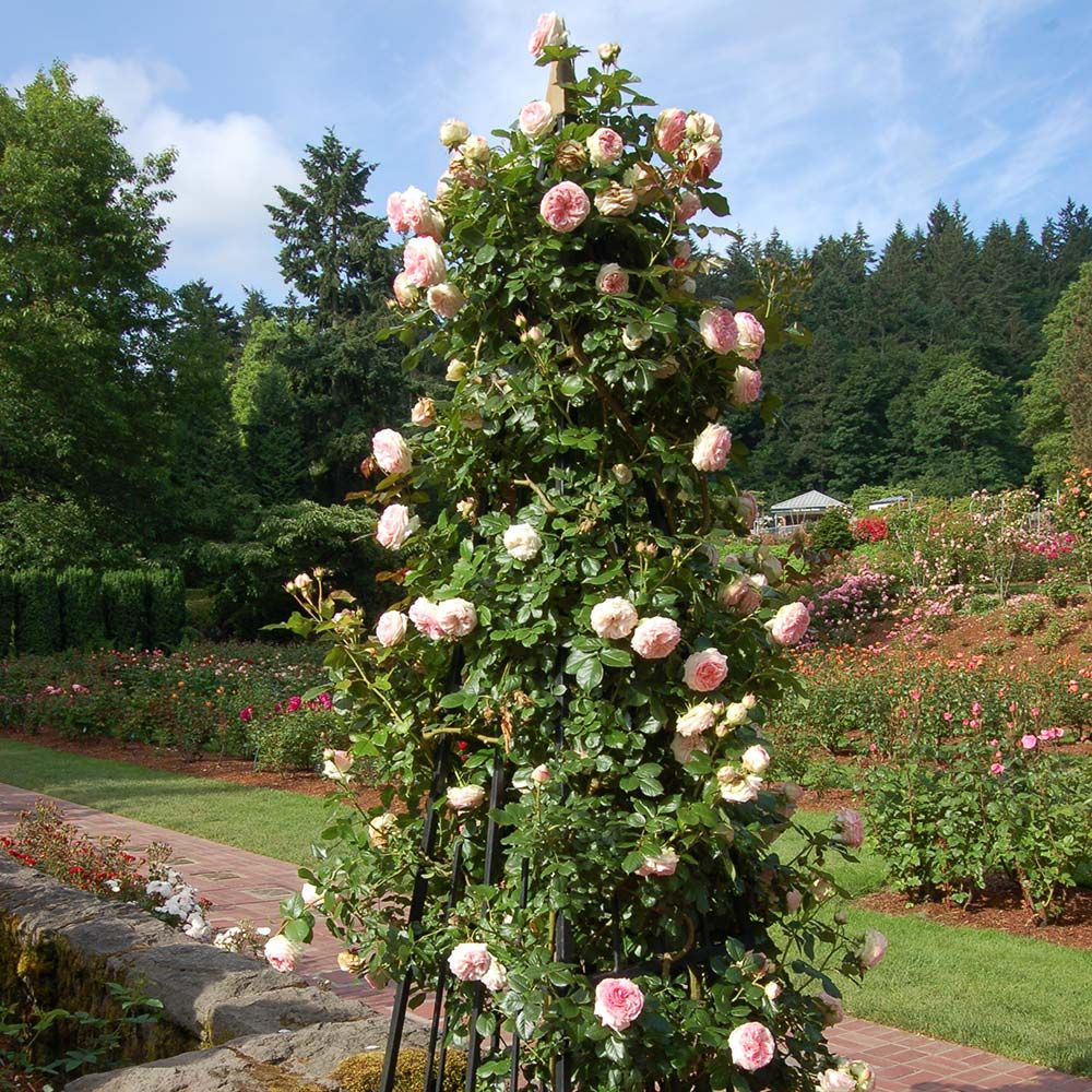 Rose Eden Climber®  White Flower Farm