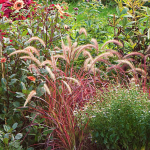  Pennisetum setaceum 'Fireworks'