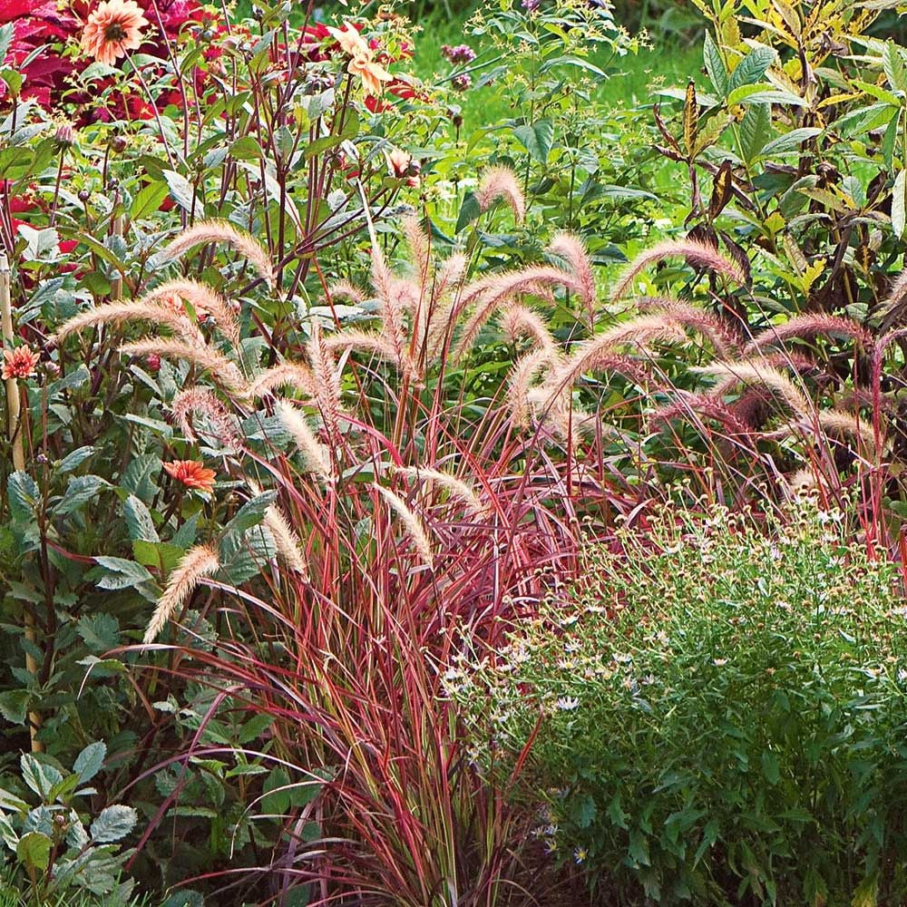 Pennisetum setaceum 'Fireworks'