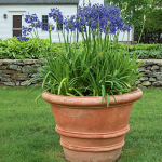  Agapanthus Midknight Blue®