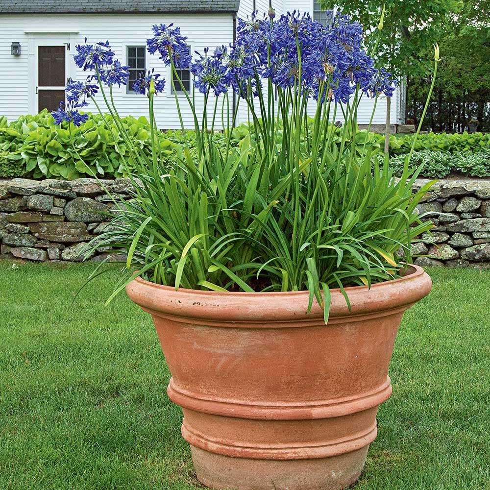 Agapanthus Midknight Blue®